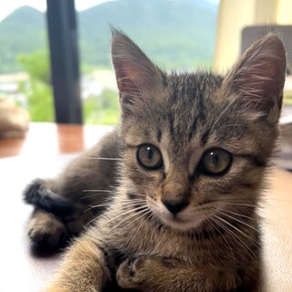 屋久島生まれ❤️キジトラのラテ君