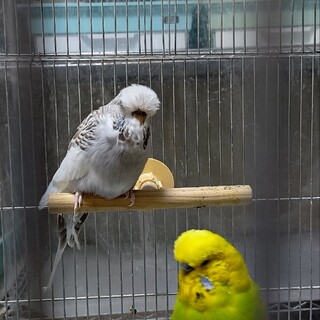 ジャンボセキセイインコペア里親様募集