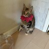 ベンガル×スコテッシュミックスの血統の美猫さん サムネイル3