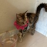 ベンガル×スコテッシュミックスの血統の美猫さん サムネイル4