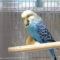 ジャンボセキセイインコ♂の里親様募集