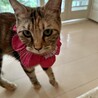 ベンガル×スコテッシュミックスの血統の美猫さん サムネイル5