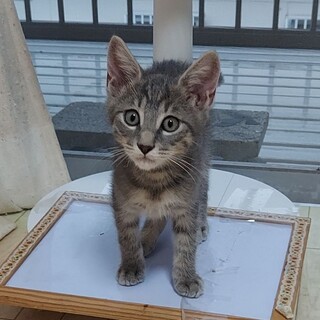 えぼし、里親さま決定！ありがとうございました♥️