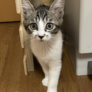 ひかる、トライアル中！募集一時停止