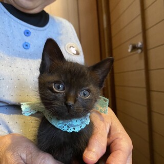 黒猫　赤ちゃん　生後2ヶ月　オス