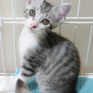 甘えん坊5兄弟の　グリーンくん