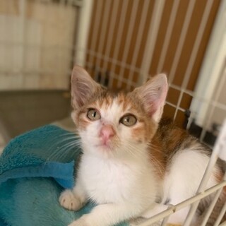 かわいい人懐こいしま三毛 ナノちゃん