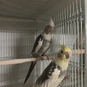 オカメインコ3歳〜5歳