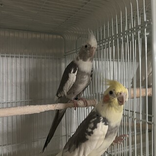 オカメインコ3歳〜5歳