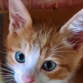 茶トラ4兄妹三男坊「アル」