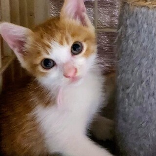 茶トラ4兄妹末娘「りん」