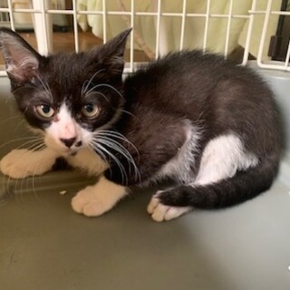 人馴れ修行中 可愛い黒白ハチワレ とりもち百太郎君