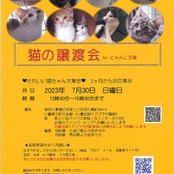 猫の譲渡会　by にゃんころ隊 7/30