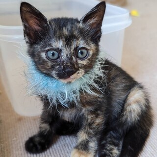 サビ猫りんごちゃん