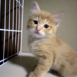 飄々としたマイペース　長毛チャトラのこうちゃん