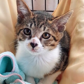 キジ白4兄妹長男坊「すい」