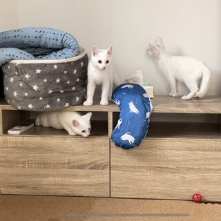 3カ月　白猫　兄弟猫3匹