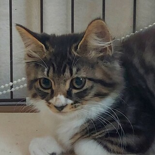 キジ白4ニャンズ兄妹の次男坊・長毛「れん」