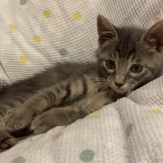 人も猫も大好き　きじねこしじみくん