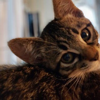 主将はお兄ちゃん3ニャンズ兄妹の次男坊「よもぎ」