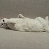 うちの15歳5.6キロのちっち