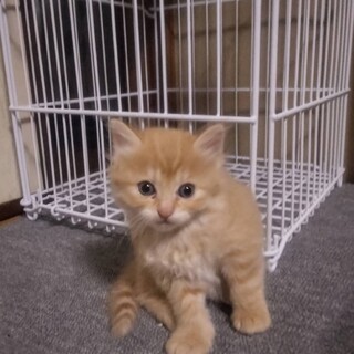 長毛チャトラ　おとちゃん