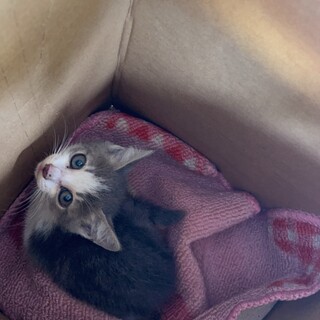 小さな小さなハチワレの子猫