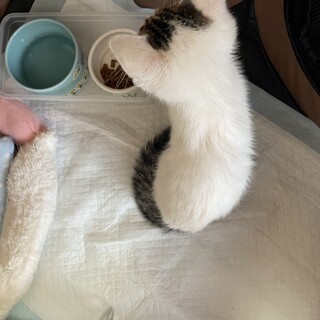 飼いやすい大人しいごろすり子猫しろきじ2か月♂