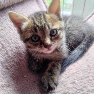 シャイな子です　きじねこちいくん