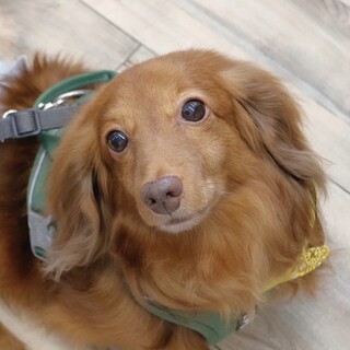 明るく前向き！笑顔一杯のダックス男の子❤︎コロ君