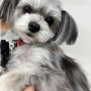 ちくわ/5歳/女の子/糖尿病•インシュリン注射中