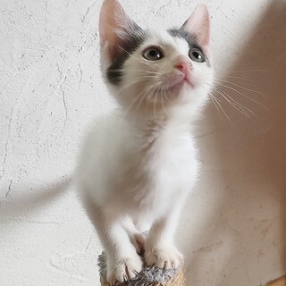 元気いっぱい!やんちゃなショウくん!