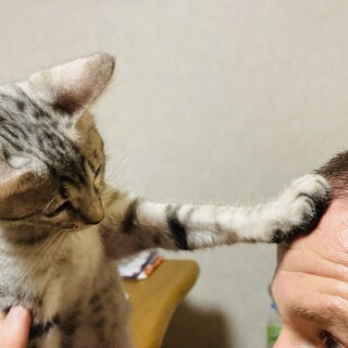 真の猫好きな方の為の子猫！　