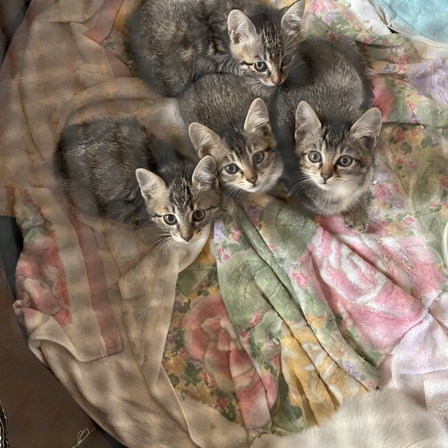 性格は違うけど仲良しのカバー写真