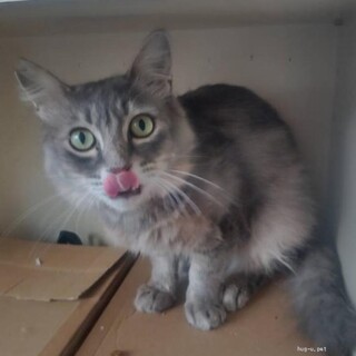 グレー長毛　なるくん