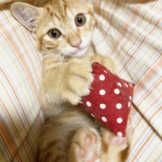 ジンジャー色の天真爛漫甘えんボーイ2ヶ月