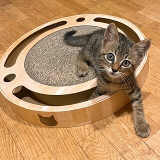 新しい家族と出会えました⭐︎ボンちゃん