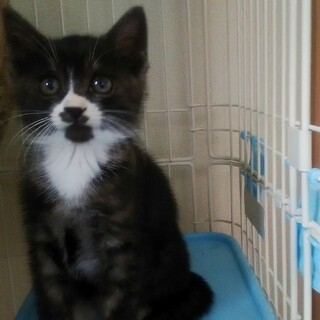 黒白毛の可愛い女の子