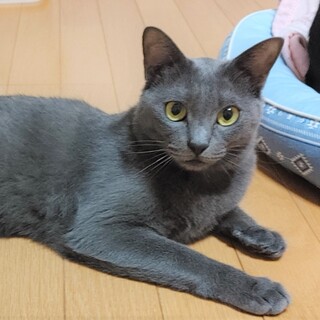 甘えん坊のエール。7月30日（日）譲渡会に参加