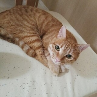 茶トラ去勢済み成猫