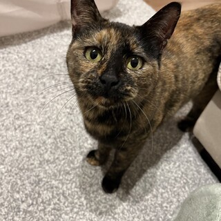 とても人懐っこい猫ちゃんです