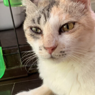 ４姉妹の三毛ママ♡みけまちゃん♀3歳