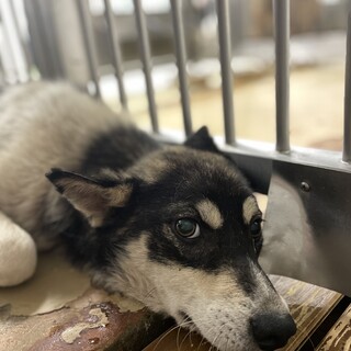 殺処分対象です！期限があります！