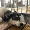殺処分対象です！期限があります！ サムネイル2