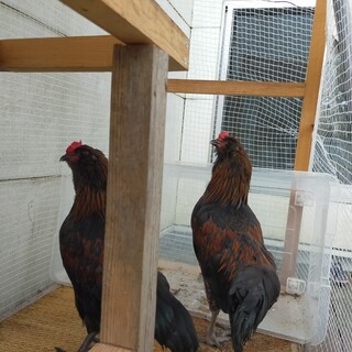 鶏(アローカナ)2羽の里親募集です