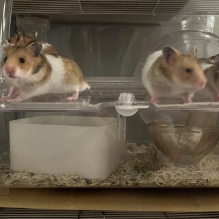 ゴールデンハムスターとキンクマハムスターのハーフ