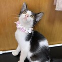 子猫のチビちゃん①