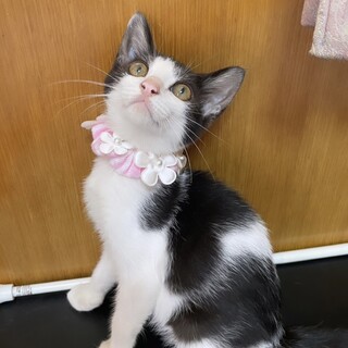 子猫のチビちゃん①