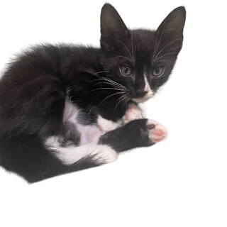 オスのハチワレちゃん