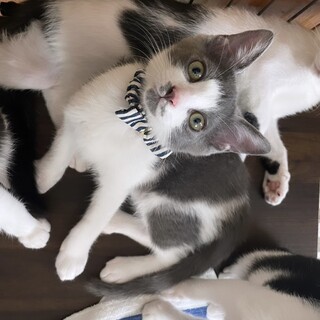 子猫のテルくん②